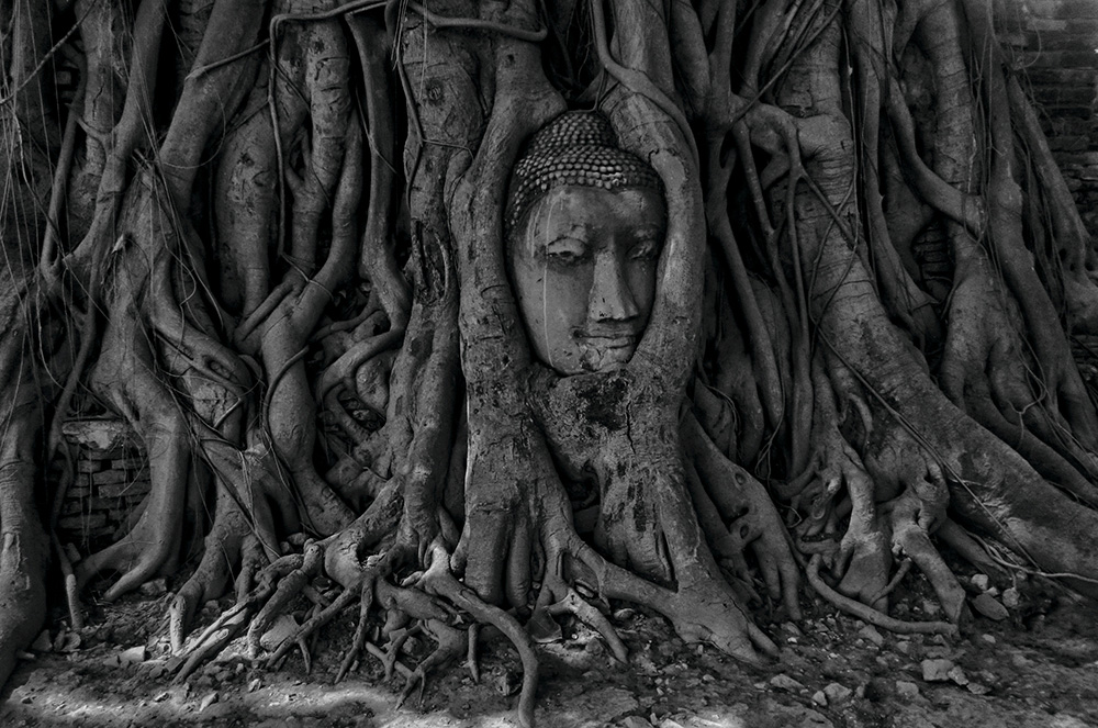 The stone Buddha head entwined in tree roots